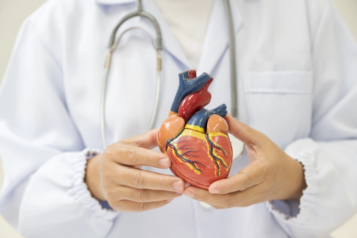 Doctor hand holding heart model anatomy human body model on white background
